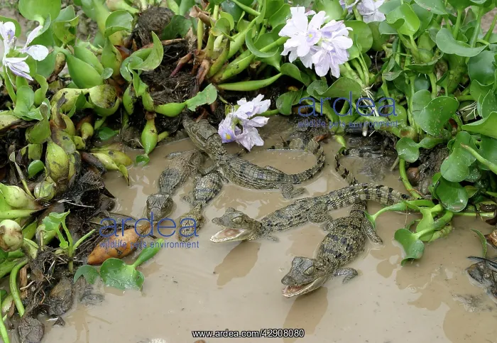 : Spectacled / common CAIMAN - young : Spectacled / common CAIMAN - young