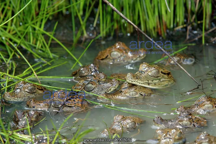 : Spectacled / common CAIMAN - young, heads showing in water : Spectacled / common CAIMAN - young, heads showing in water