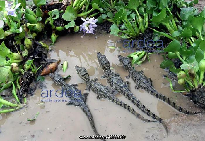 : Spectacled / common CAIMAN - young, in water : Spectacled / common CAIMAN - young, in water