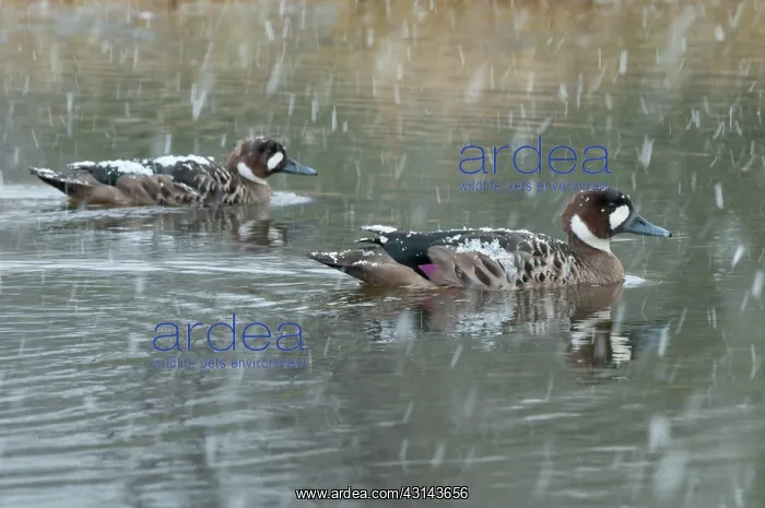 : Spectacled Duck : Spectacled Duck