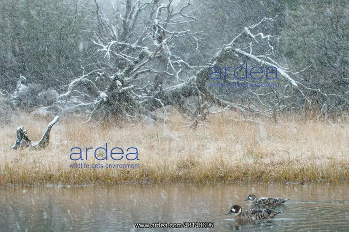 : Spectacled Duck : Spectacled Duck