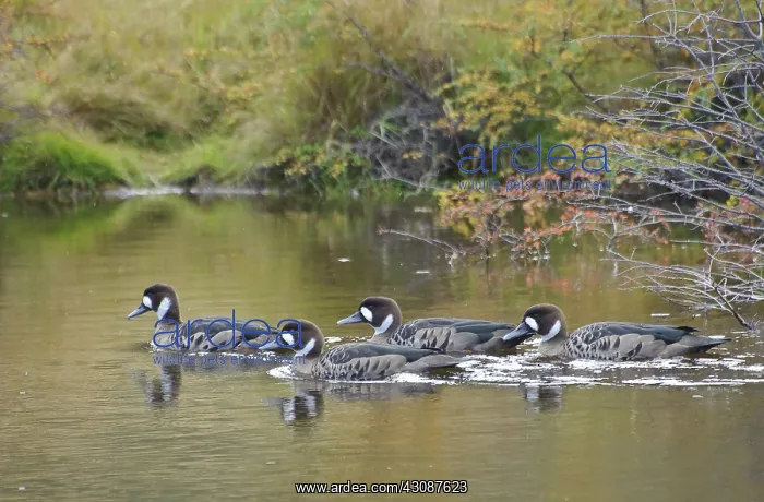 : Spectacled Ducks : Spectacled Ducks