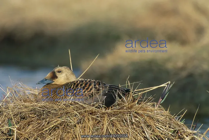 : Spectacled Eider : Spectacled Eider