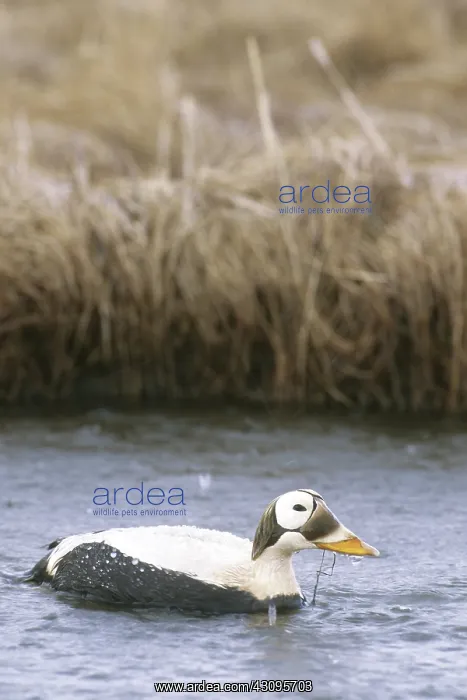 : Spectacled Eider : Spectacled Eider