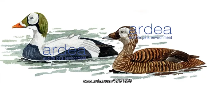 : Spectacled Eider : Spectacled Eider