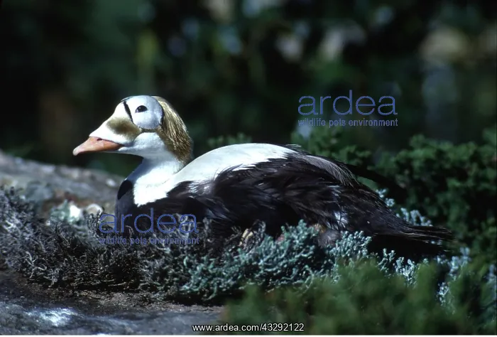 : SPECTACLED EIDER DUCK - male : SPECTACLED EIDER DUCK - male