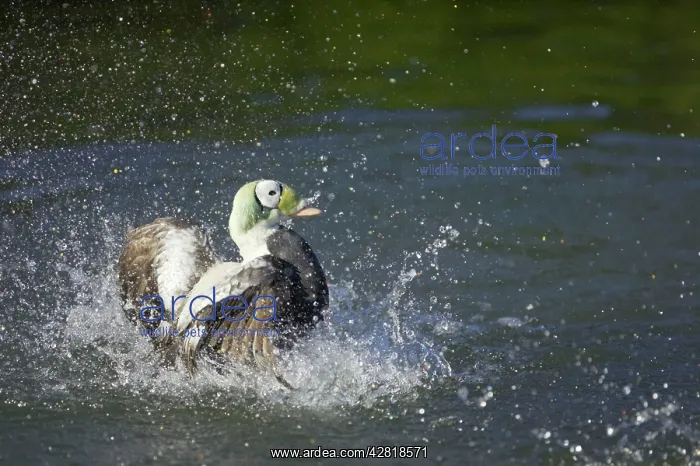 : Spectacled Eider Duck - Male Washing : Spectacled Eider Duck - Male Washing