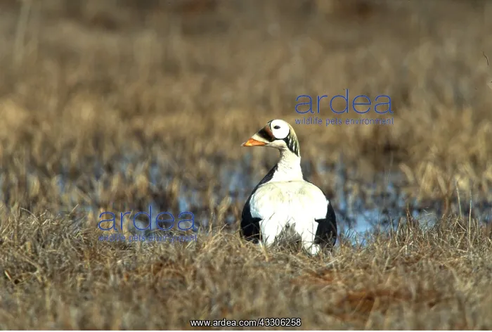 : SPECTACLED EIDER DUCK - sitting : SPECTACLED EIDER DUCK - sitting