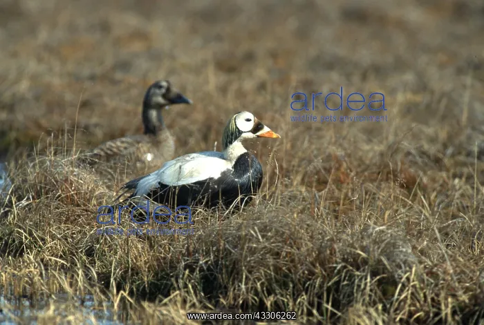 : SPECTACLED EIDER DUCKS - x two, male and female : SPECTACLED EIDER DUCKS - x two, male and female