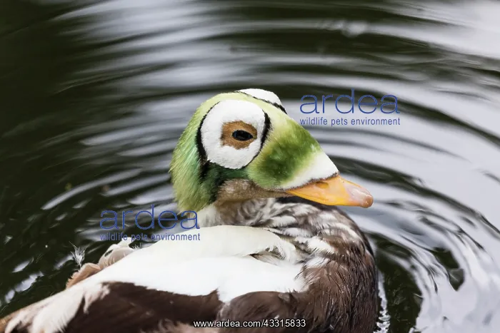 : Spectacled Eider, portrait of drake in water, captive : Spectacled Eider, portrait of drake in water, captive