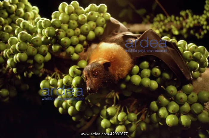 : Spectacled Flying Fox