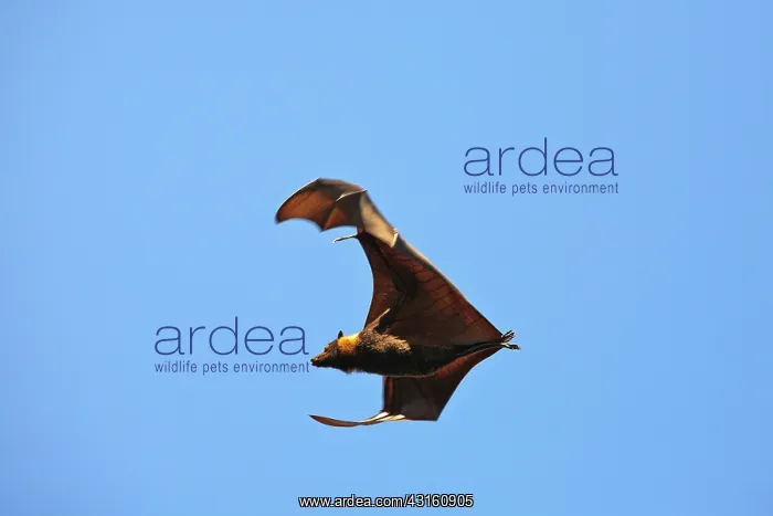 : Spectacled Flying Fox : Spectacled Flying Fox