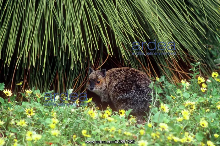 : Spectacled Hare-wallaby : Spectacled Hare-wallaby