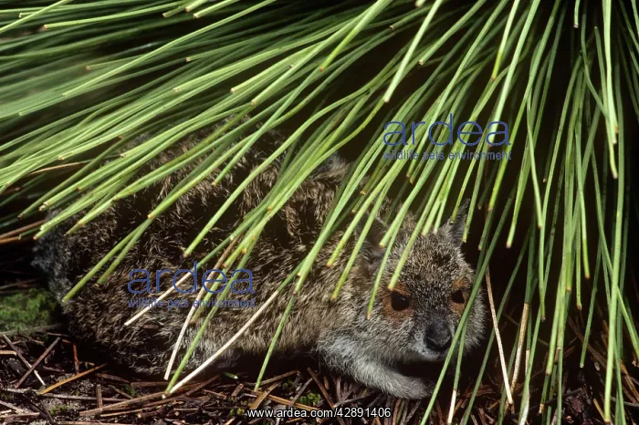 : Spectacled Hare-wallaby - adult sheltering under long grass : Spectacled Hare-wallaby - adult sheltering under long grass