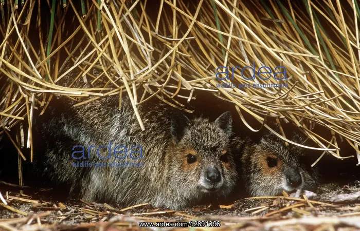 : Spectacled Hare-wallaby - two sheltering under vegetation : Spectacled Hare-wallaby - two sheltering under vegetation