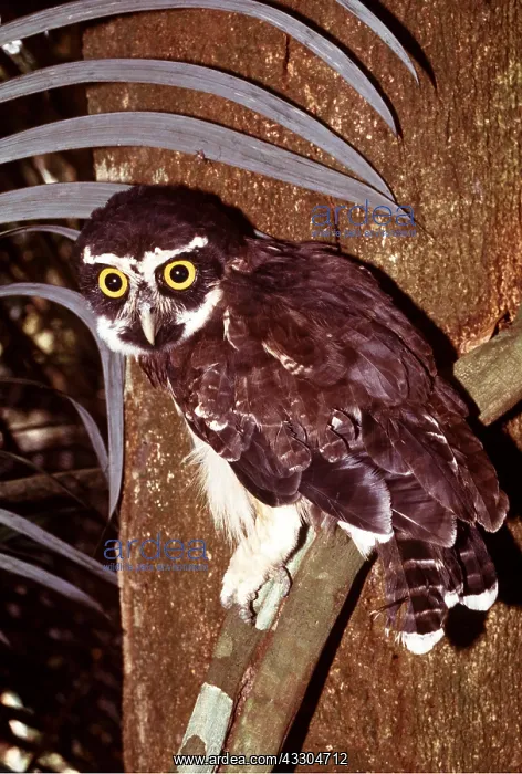: SPECTACLED OWL : SPECTACLED OWL