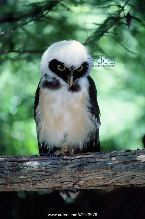 : Spectacled Owl - juvenile perched on branch : Spectacled Owl - juvenile perched on branch