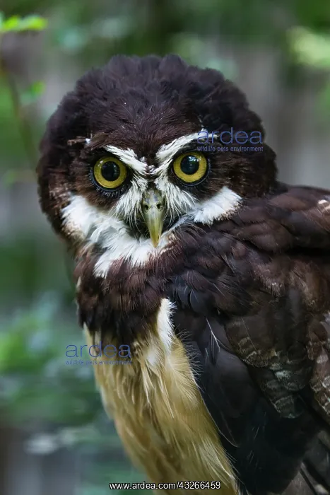 : Spectacled Owl, portrait, captive, native to southern : Spectacled Owl, portrait, captive, native to southern