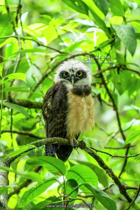 : spectacled owl, Pulsatrix perspicillata : spectacled owl, Pulsatrix perspicillata