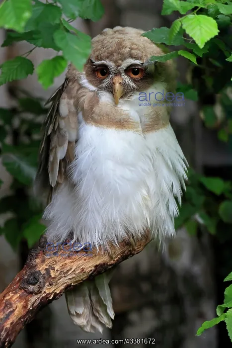 : Spectacled Owl (Pulsatrix perspicillata), adult : Spectacled Owl (Pulsatrix perspicillata), adult