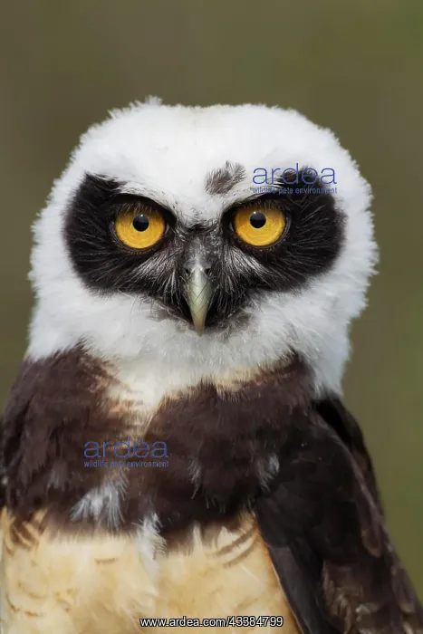  : Spectacled owl (Pulsatrix perspicillata) adult bird head por