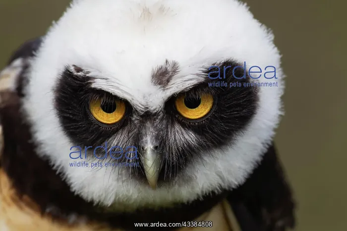 : Spectacled owl (Pulsatrix perspicillata) adult bird head por : Spectacled owl (Pulsatrix perspicillata) adult bird head por