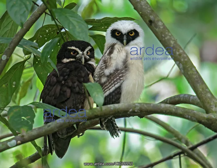 : Spectacled owl Pulsatrix perspicillata Adult and young : Spectacled owl Pulsatrix perspicillata Adult and young