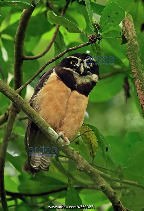 : Spectacled Owl (Pulsatrix perspicillata chapmani) : Spectacled Owl (Pulsatrix perspicillata chapmani)
