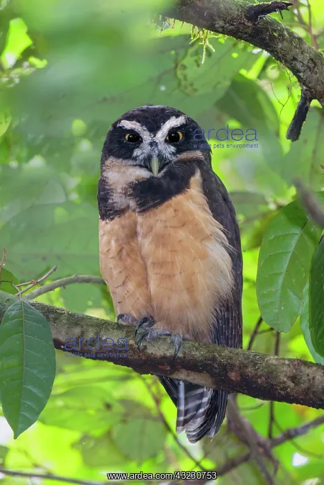 : spectacled owl Pulsatrix perspicillata A large tropica : spectacled owl Pulsatrix perspicillata A large tropica