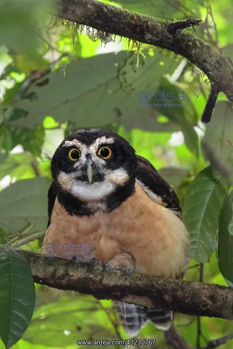 : spectacled owl Pulsatrix perspicillata A large tropica : spectacled owl Pulsatrix perspicillata A large tropica