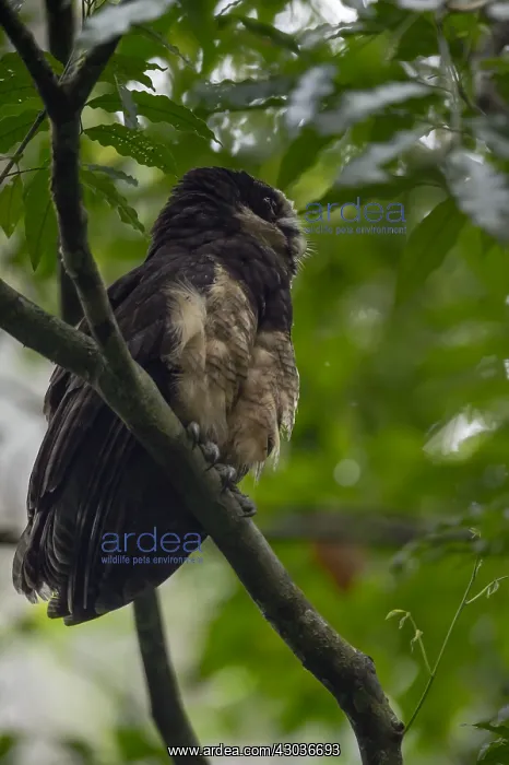 : Spectacled Owl - Spectacled Owl perched on a branch : Spectacled Owl - Spectacled Owl perched on a branch