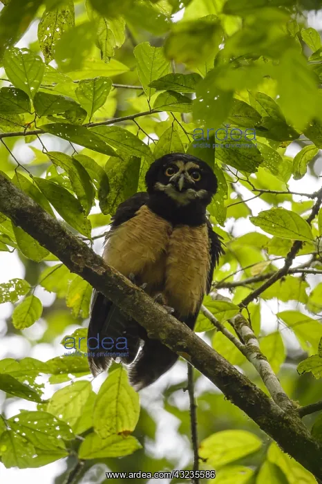 : Spectacled Owl - Spectacled Owl perched on a branch : Spectacled Owl - Spectacled Owl perched on a branch