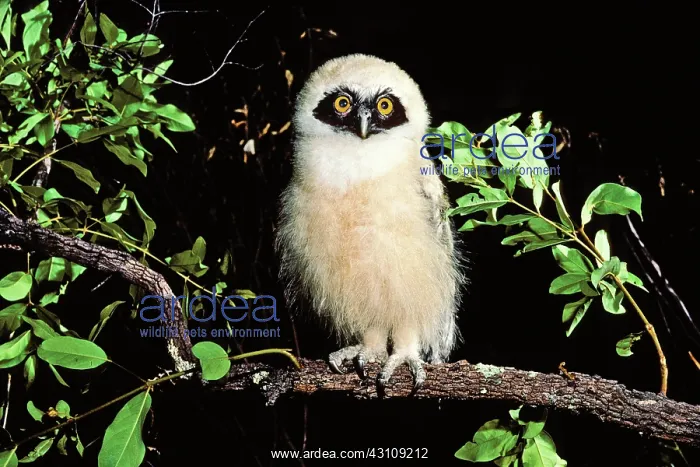 : Spectacled Owl young : Spectacled Owl young