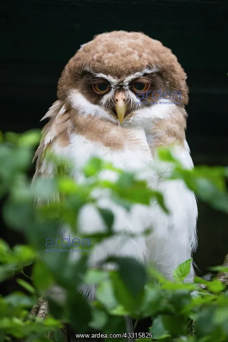: Spectacled Owl, young bird; captive, native to southern : Spectacled Owl, young bird; captive, native to southern