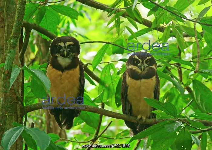 : Two Spectacled Owls (Pulsatrix perspicillata) sitting : Two Spectacled Owls (Pulsatrix perspicillata) sitting