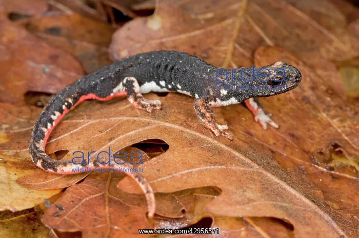 : Spectacled Salamander - the only endemic genus : Spectacled Salamander - the only endemic genus