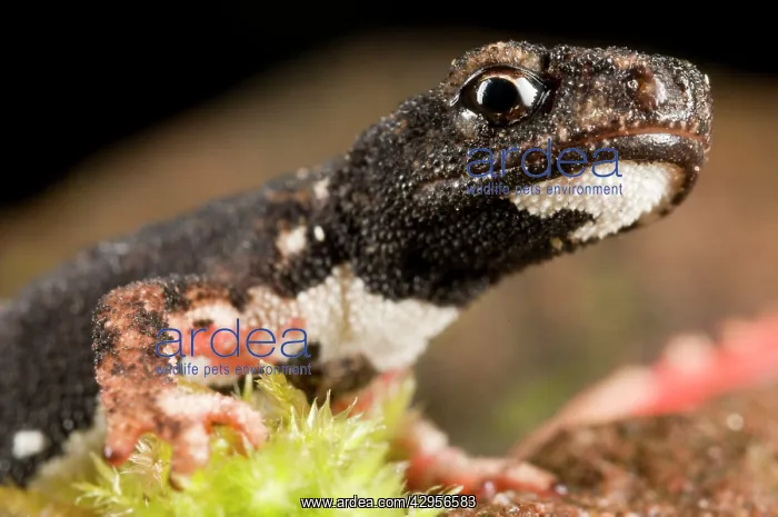 : Spectacled Salamander - the only endemic genus : Spectacled Salamander - the only endemic genus