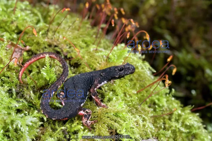 : Spectacled Salamander - the only endemic genus : Spectacled Salamander - the only endemic genus