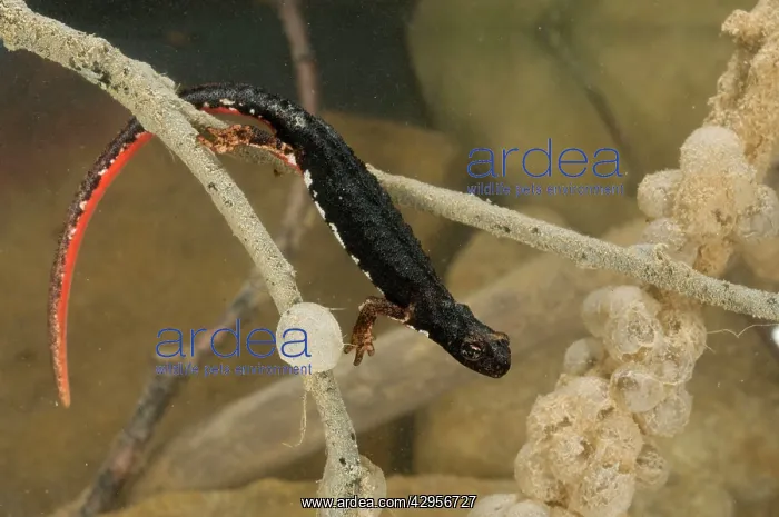 : Spectacled Salamander - in water with eggs : Spectacled Salamander - in water with eggs