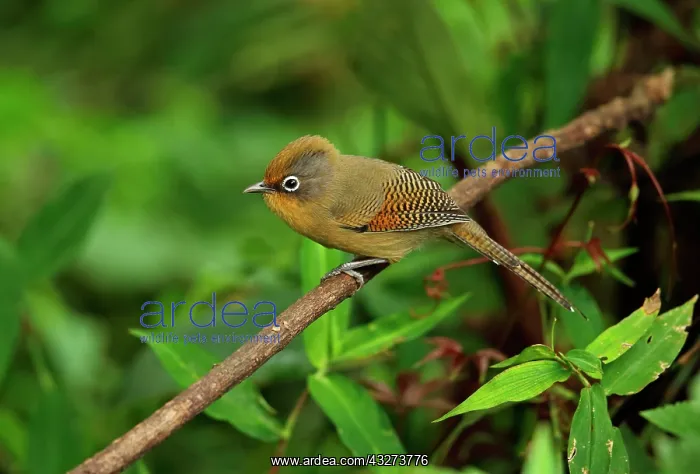 : Spectacled Sibia (Actinodura ramsayi ramsayi), adult : Spectacled Sibia (Actinodura ramsayi ramsayi), adult