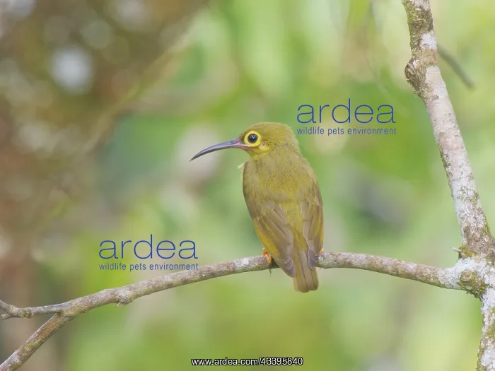 : Spectacled Spiderhunter Arachnothera flavigaster : Spectacled Spiderhunter Arachnothera flavigaster