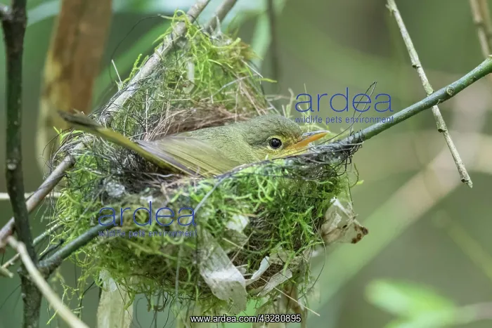 : Spectacled tetraka (Xanthomixis zosterops) breeds : Spectacled tetraka (Xanthomixis zosterops) breeds