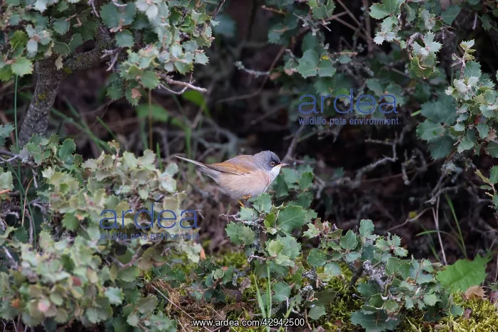 : Spectacled Warbler : Spectacled Warbler