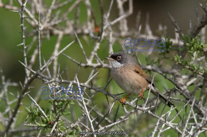 : Spectacled Warbler : Spectacled Warbler