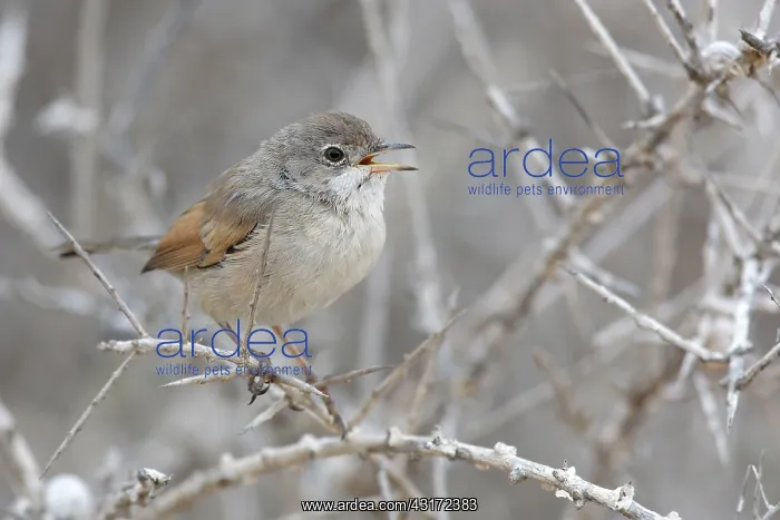 : Spectacled Warbler : Spectacled Warbler