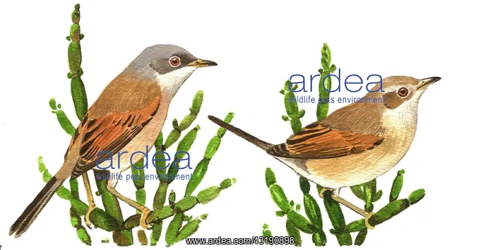 : Spectacled Warbler : Spectacled Warbler
