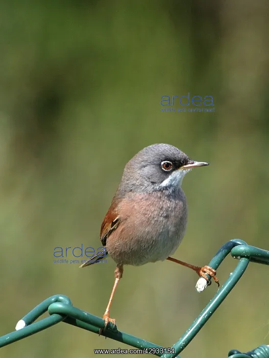 : Spectacled Warbler - Adult female perched on fence, March : Spectacled Warbler - Adult female perched on fence, March