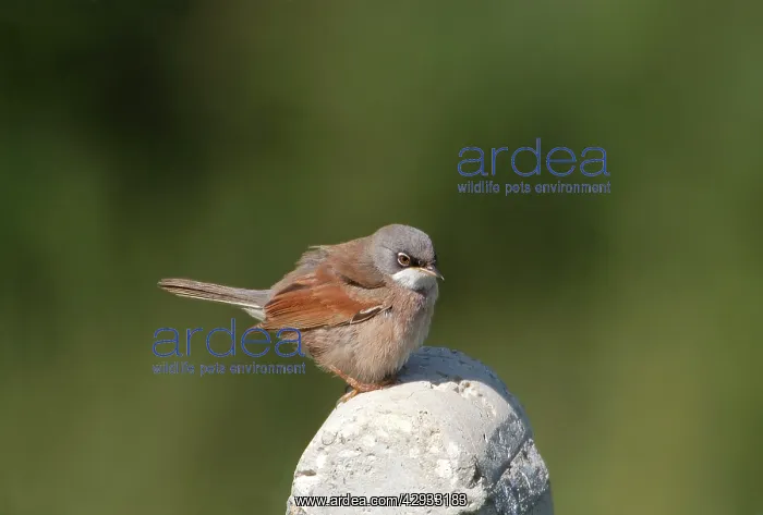 : Spectacled Warbler - Adult male on post, March : Spectacled Warbler - Adult male on post, March
