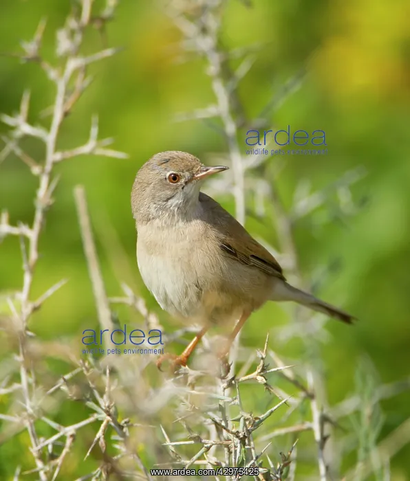 : Spectacled Warbler - female - March : Spectacled Warbler - female - March