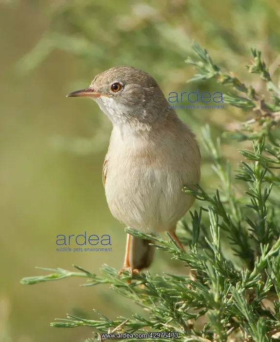 : Spectacled Warbler - female - March : Spectacled Warbler - female - March
